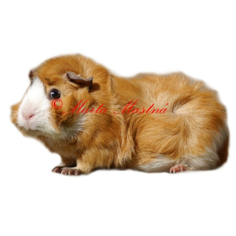 Samolepka morče rozeta