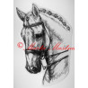 Samolepka kůň teplokrevník, drezura