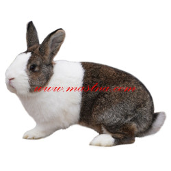 Samolepka králík holandský