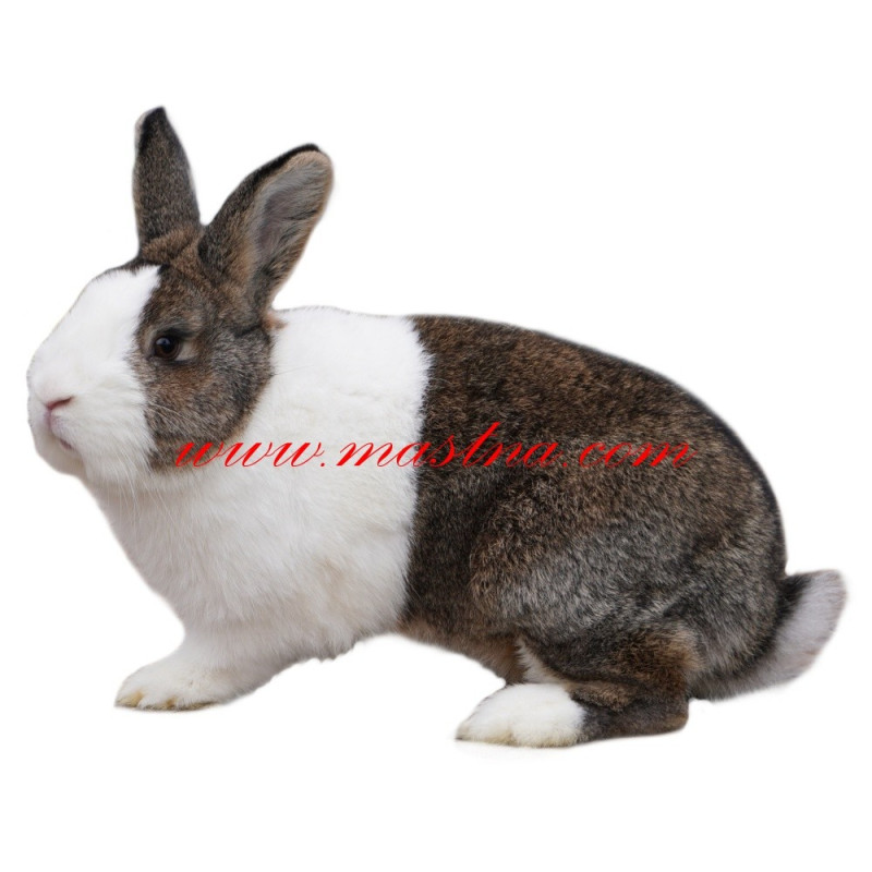 Samolepka králík holandský