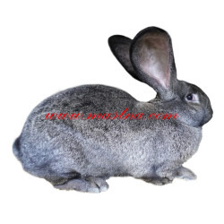 Samolepka králík belgický obr