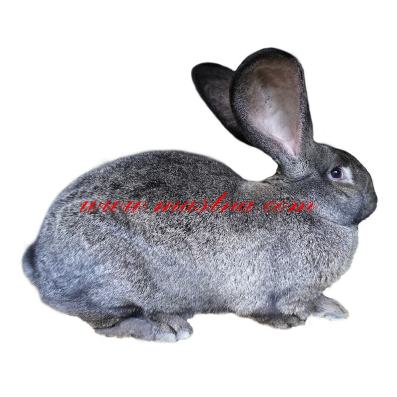 Samolepka králík belgický obr