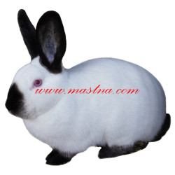 Samolepka králík ruský