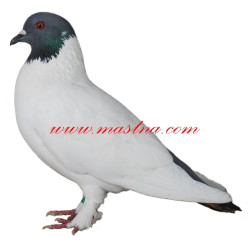 Samolepka holub výstavní tipler