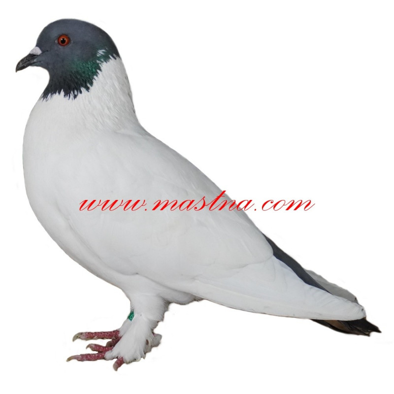 Samolepka holub výstavní tipler