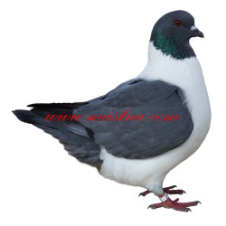 Samolepka holub moravský pštros modrý