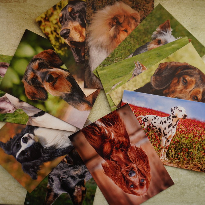 Pohlednice psů - Klub sběratelek