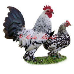 Samolepka drůbež, kohout, slepice zakrslá rousná