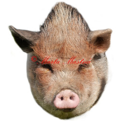 Samolepka prase
