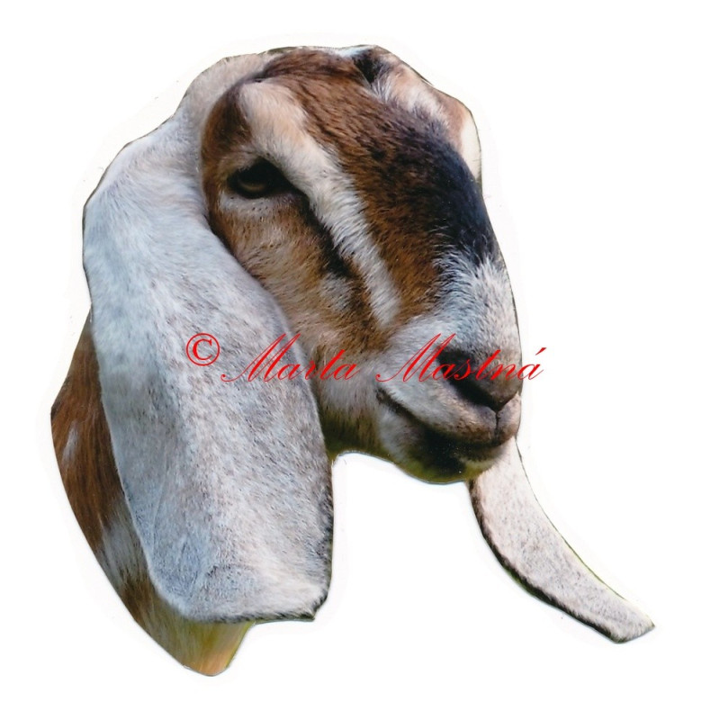 Samolepka koza anglonubijská