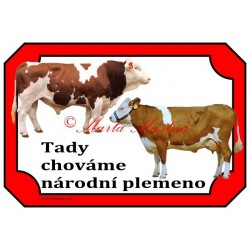 Tabulka kráva, býk, český strakatý, červenostrakatý skot