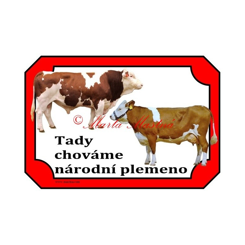 Tabulka kráva, býk, český strakatý, červenostrakatý skot