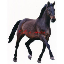 Samolepka teplokrevník, kůň, koně