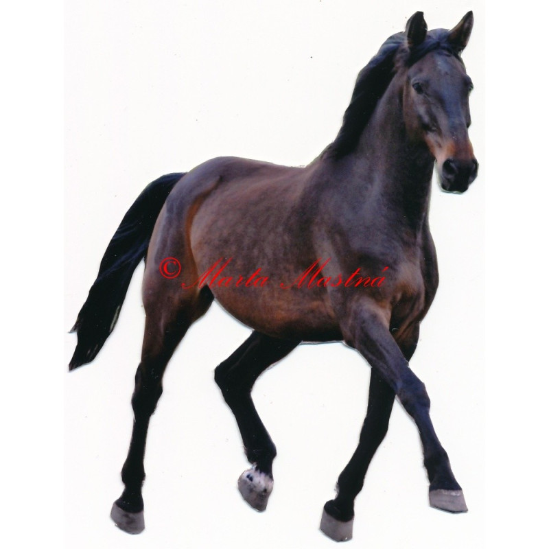 Samolepka teplokrevník, kůň, koně