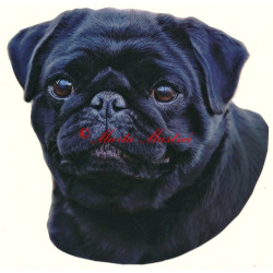 Samolepka mops černý