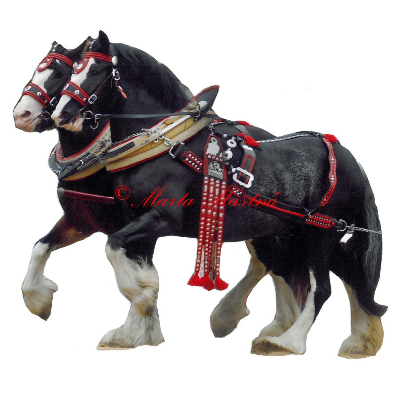 Samolepka shirský kůň, shire, koně