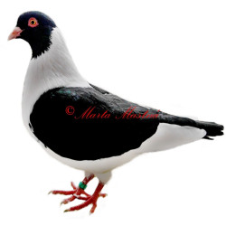 Samolepka holub kapucín