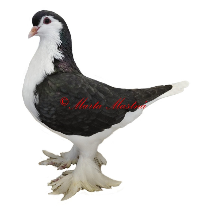 Samolepka holub lahore