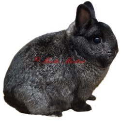 Samolepka králík zakrslý