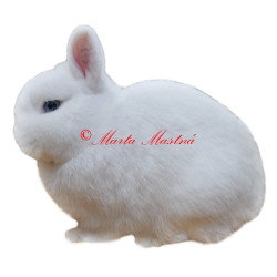 Samolepka králík hermelín