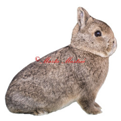 Samolepka králík zakrslý divoce zbarvený