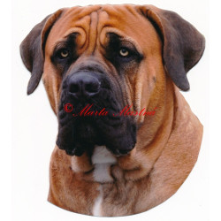 Samolepka búrský buldok, burbul, boerboel