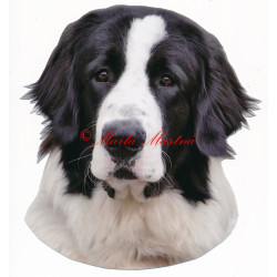 Samolepka rumunský ovčák, bucovina, bukovina