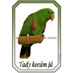 Cedulka eklektus - papoušek