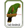 Cedulka eklektus - papoušek