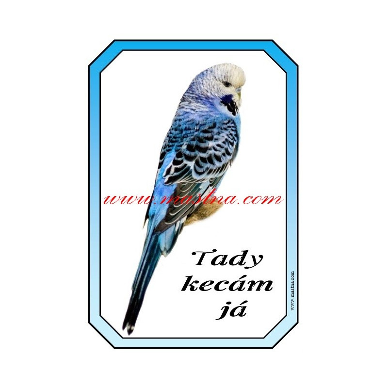 Cedulka andulka, papoušek