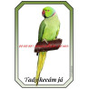 Cedulka papoušek alexandr malý