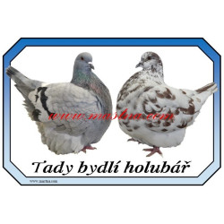 Cedulka holub mondén