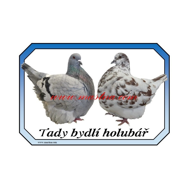 Cedulka holub mondén