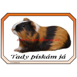 Tabulka morče krátkosrsté