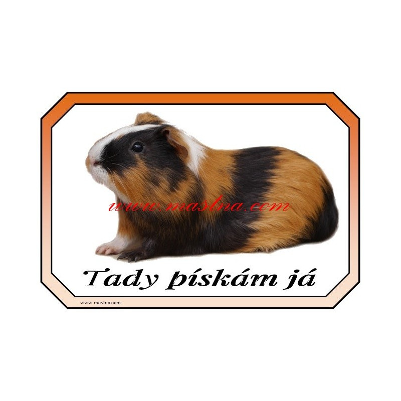 Tabulka morče krátkosrsté