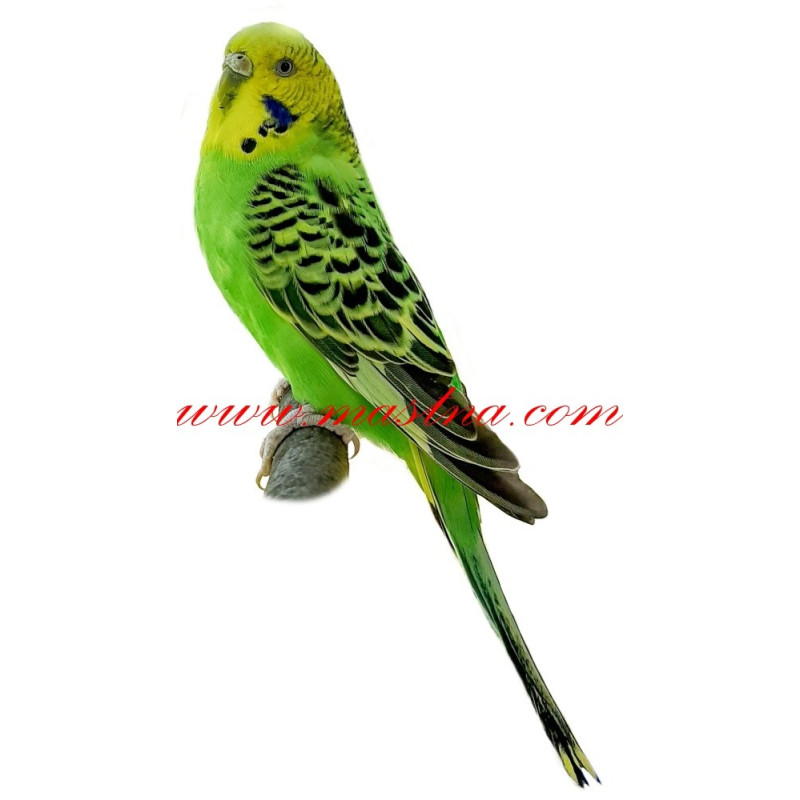 Samolepka andulka, papoušek vlnkovaný lutino