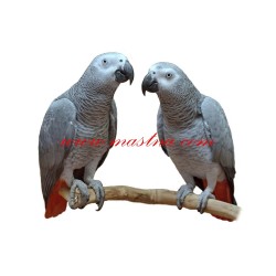 Samolepka papoušek žako dvojice
