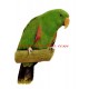 Samolepka papoušek eklektus