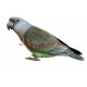Samolepka papoušek senegalský