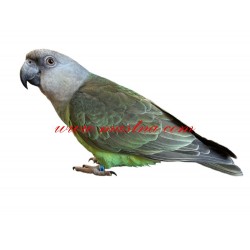 Samolepka papoušek senegalský