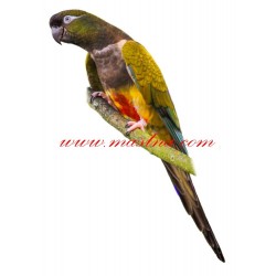 Samolepka papoušek patagonský