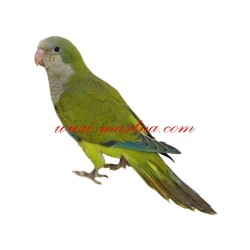 Samolepka papoušek mníšek šedý - zelený