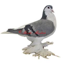 Samolepka holub lahore