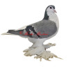 Samolepka holub lahore