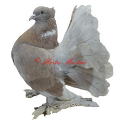 Samolepka holub pávík indický