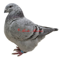 Samolepka holub gigant homer