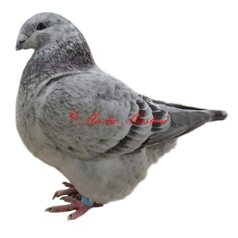 Samolepka holub gigant homer