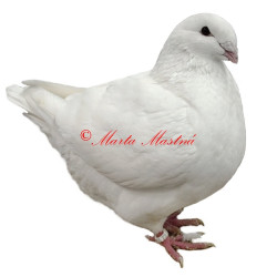 Samolepka holub gigant homer