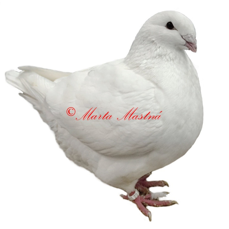 Samolepka holub gigant homer