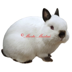 Samolepka králík zakrslý ruský